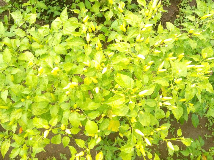piment piment